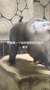 Word文档图片